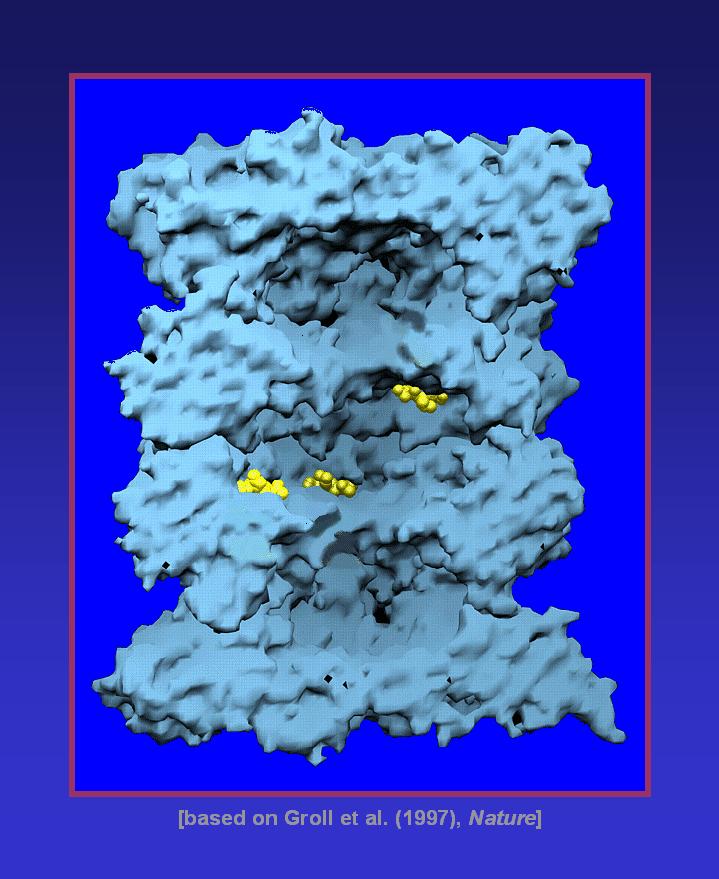 Inner surface of the yeast 20S proteasome; yellow: inhibitors bound to the three active sites [Groll et al. (1997), Nature].